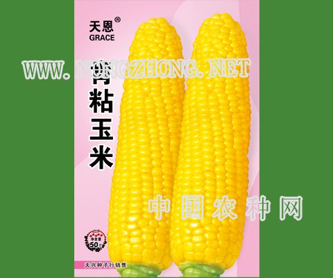 肯粘玉米